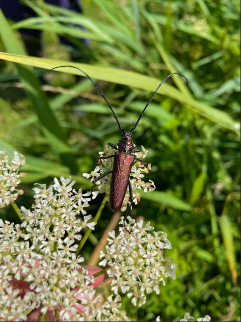 Musk BeetleMusk Beetle (Aromia moschata), a type of longhorn beetle, at Wicken Fen