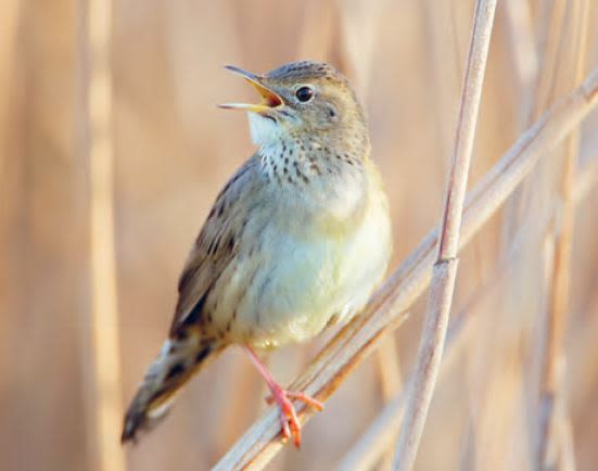 A grasshopper warbler singing amongst the reeds